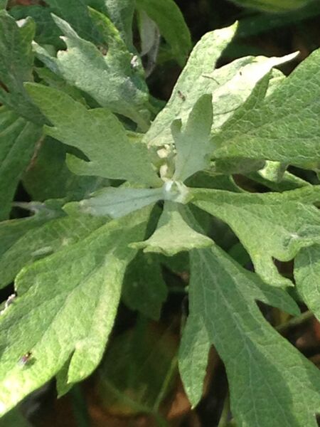 Artemisia douglasiana, California Mugwort