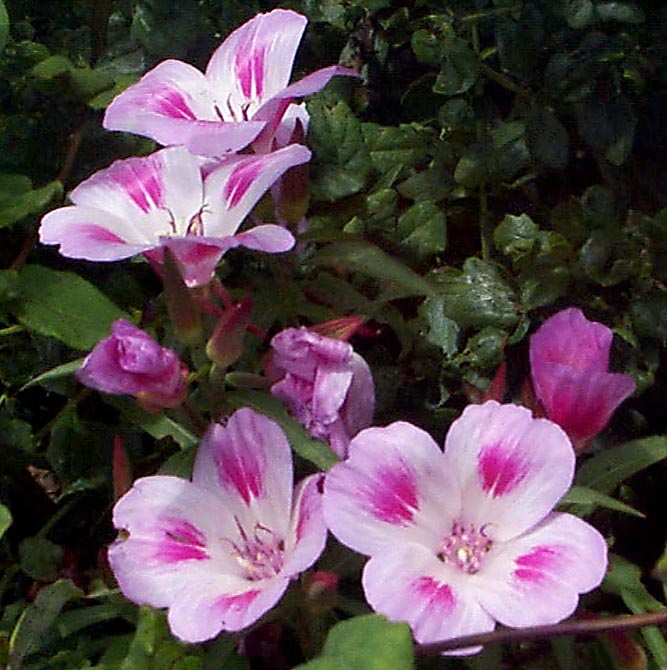Clarkia amoena, Farewell-to-Spring