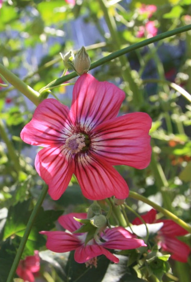 planting malva seeds Malva assurgentiflora, Tree Mallow