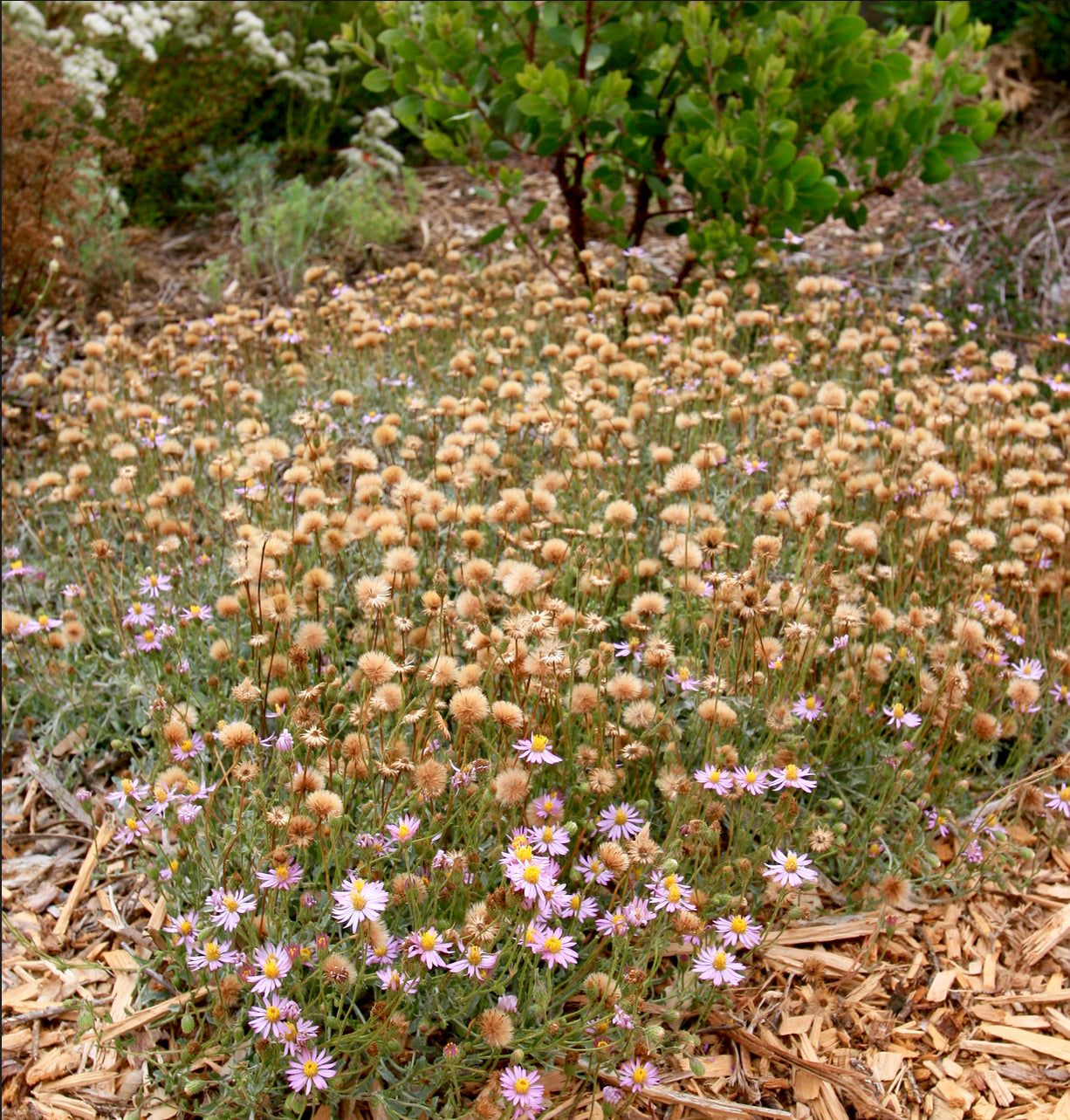 Corethrogyne filaginifolia, Dune Aster