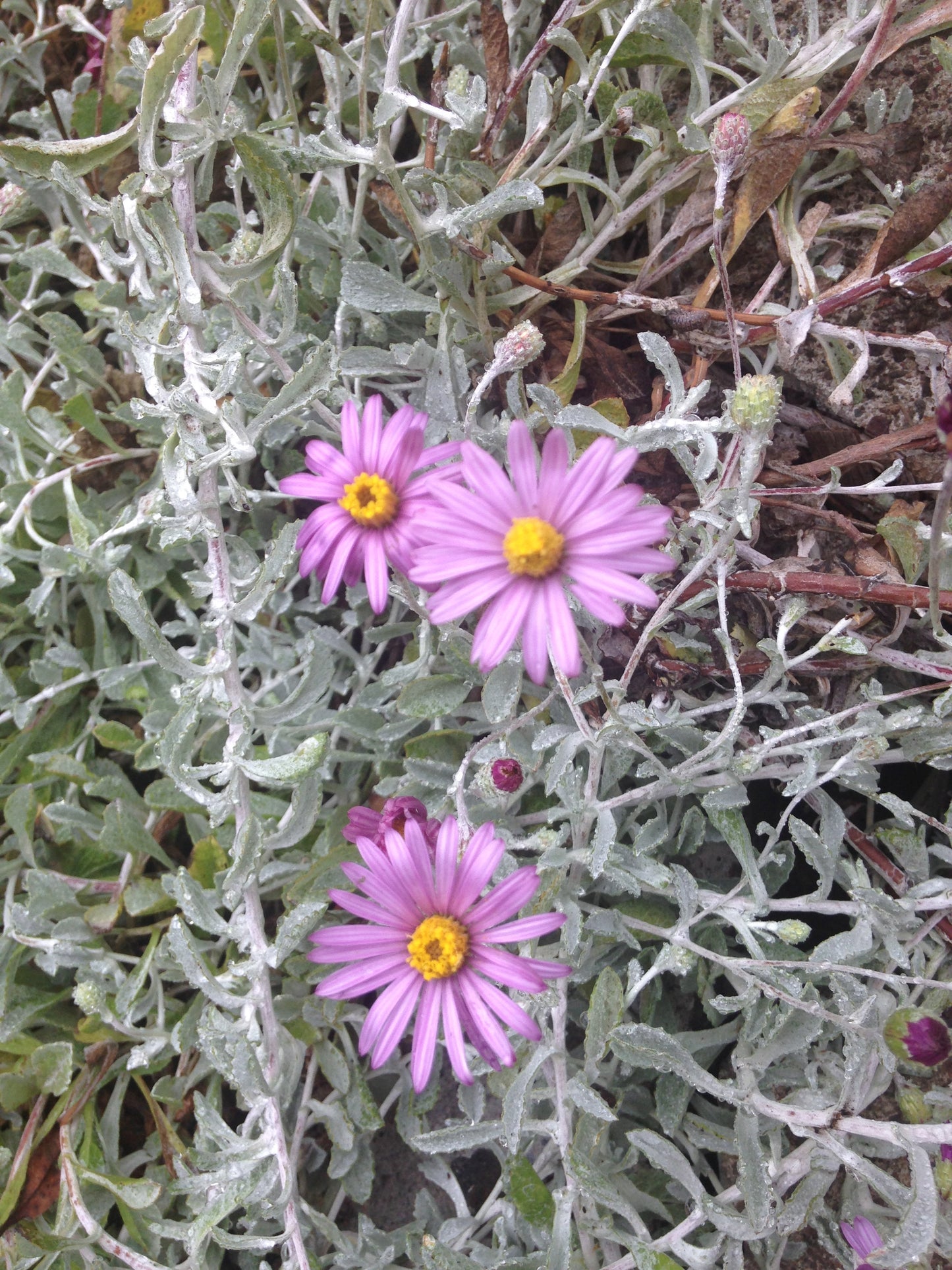 Corethrogyne filaginifolia, Dune Aster