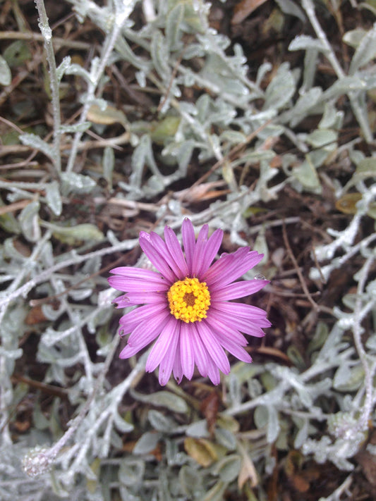 Corethrogyne filaginifolia, Dune Aster