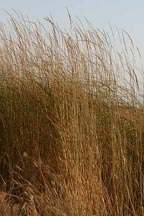 Elymus triticoides, Creeping Wildrye