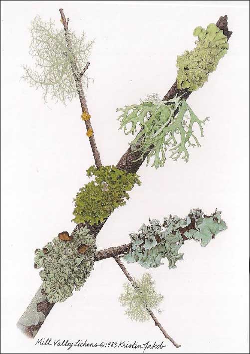 Mill Valley lichen Notecard by Kristin Jakob