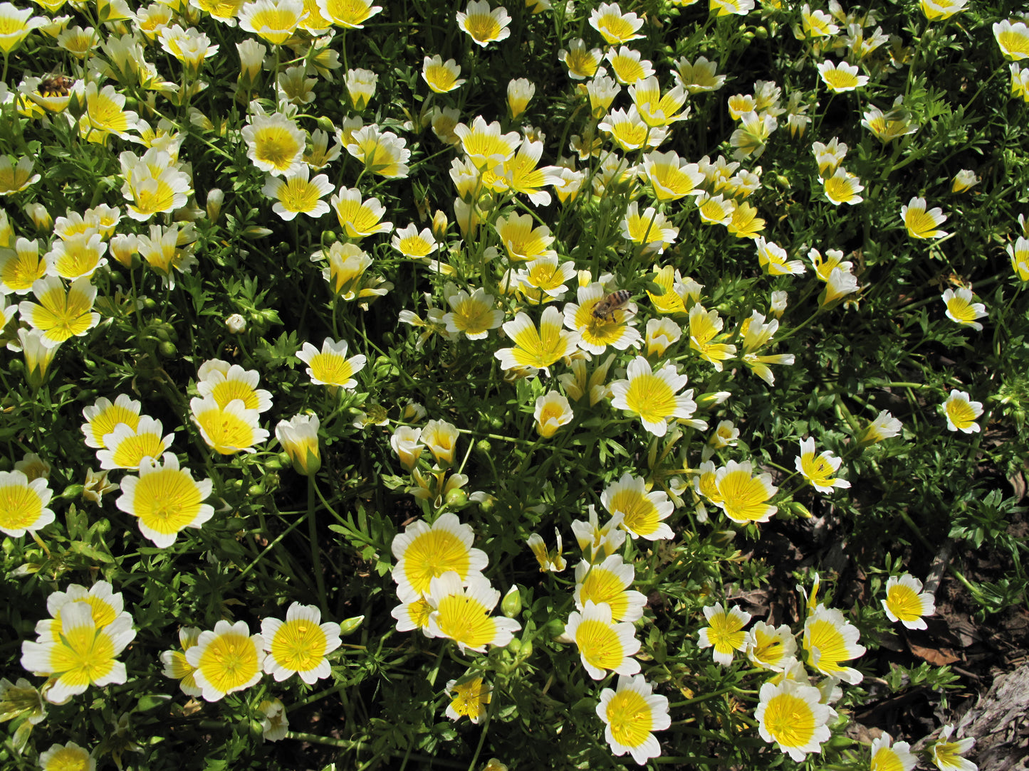 Limnanthes douglasii, Douglas Meadowfoam