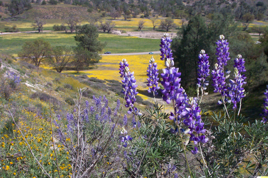 Lupinus succulentus, Arroyo Lupine