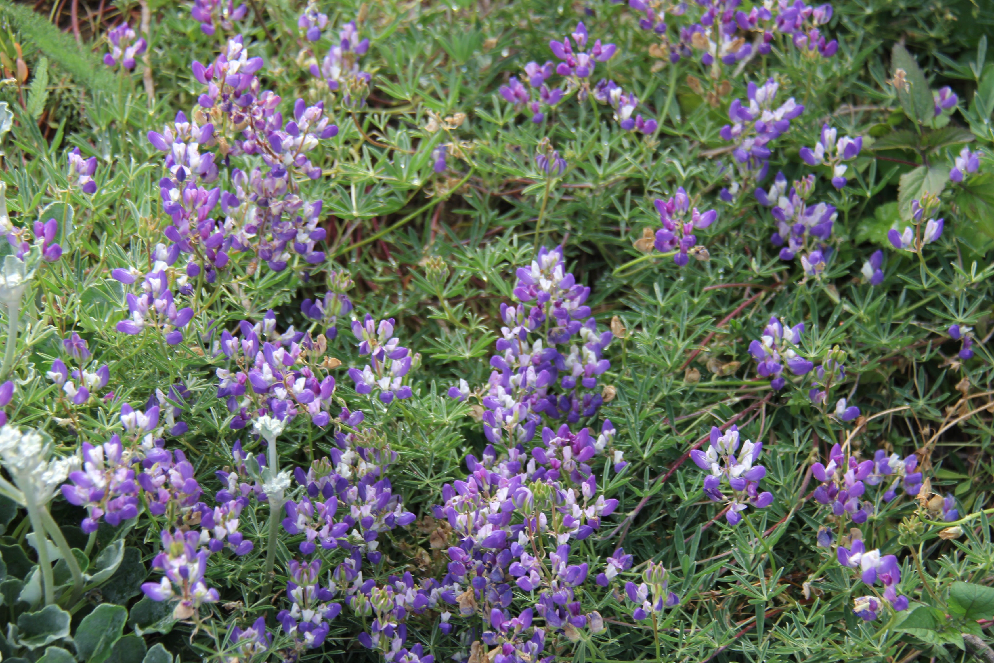 succulent lupine Lupinus succulentus, Arroyo Lupine – Larner Seeds