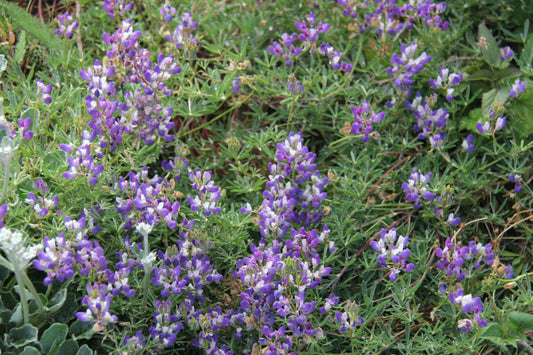 Lupinus succulentus, Arroyo Lupine