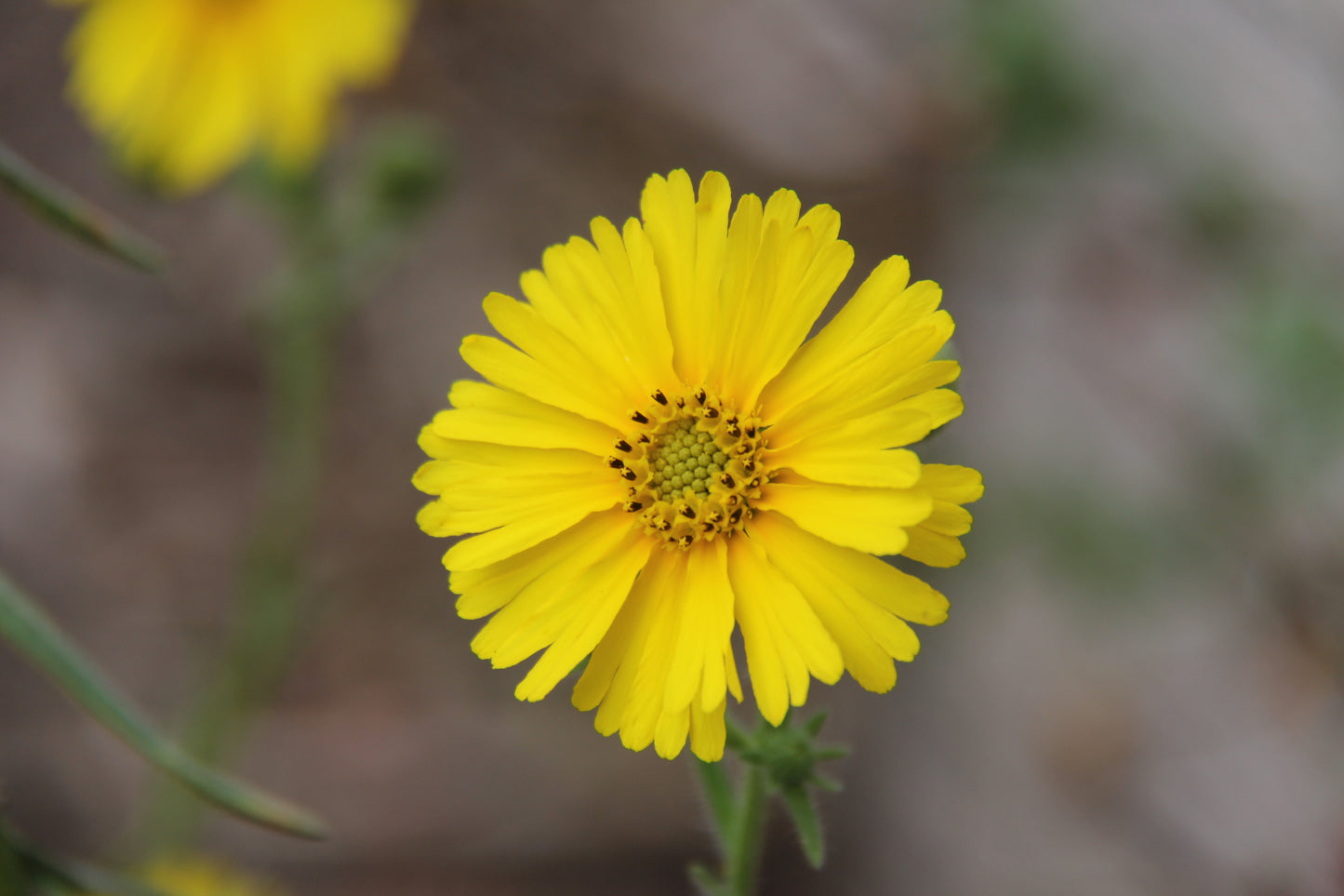 Madia elegans, Elegant Tarweed
