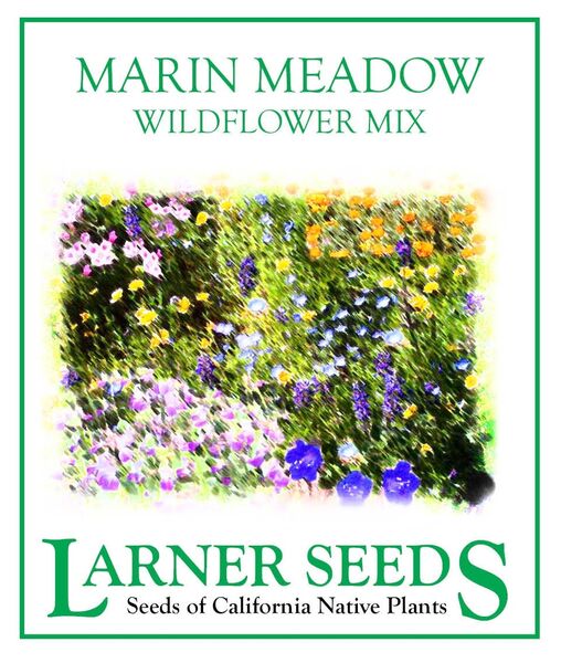 native perennial wildflower seeds Marin Meadow Wildflower Mix – Larner Seeds