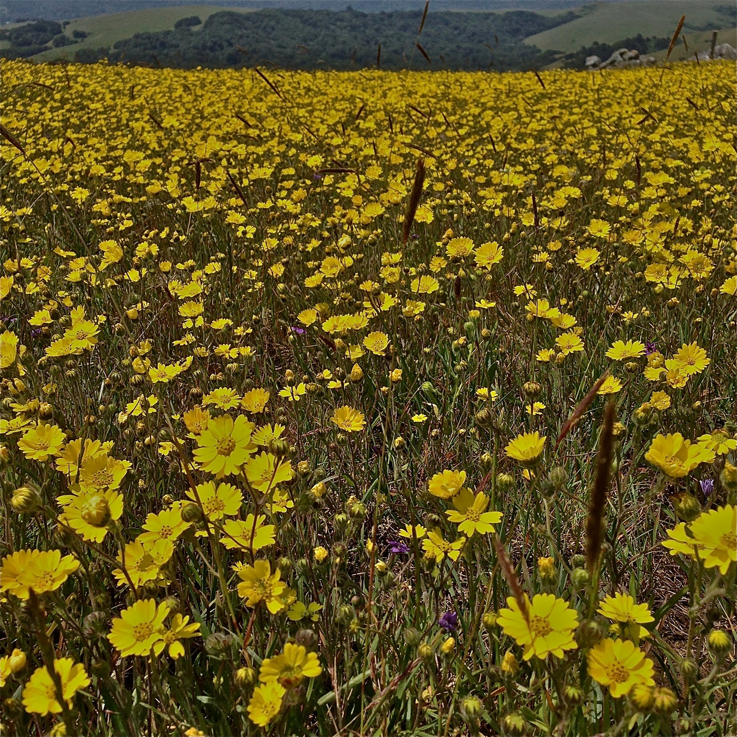 Hemizonia congesta ssp. lutescens, Hayfield Tarweed