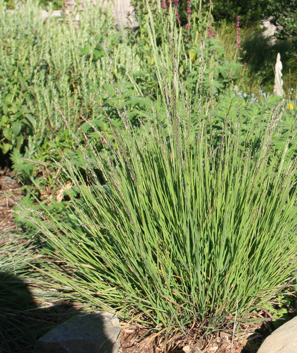 Melica californica, CA Melic Grass