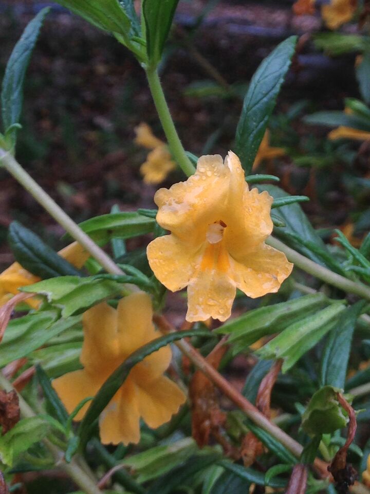 Diplacus aurantiacus, Sticky Monkeyflower