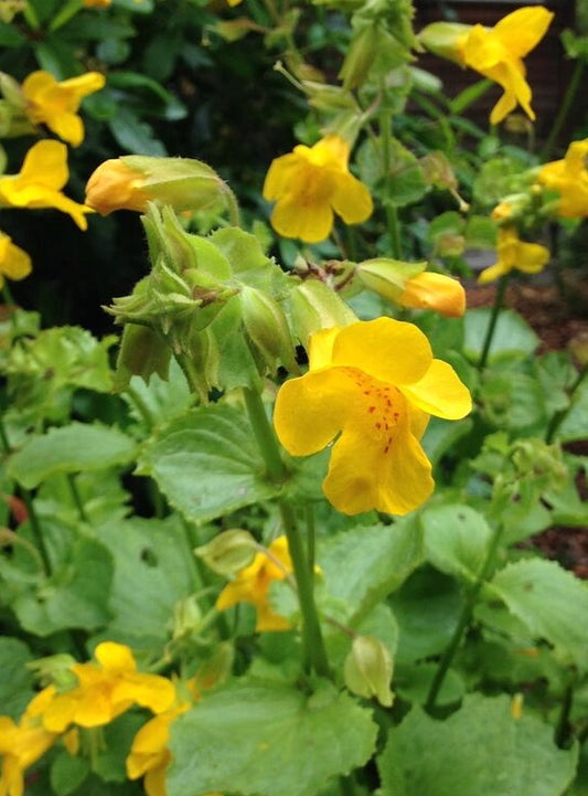Erythranthe guttata, Creek Monkeyflower
