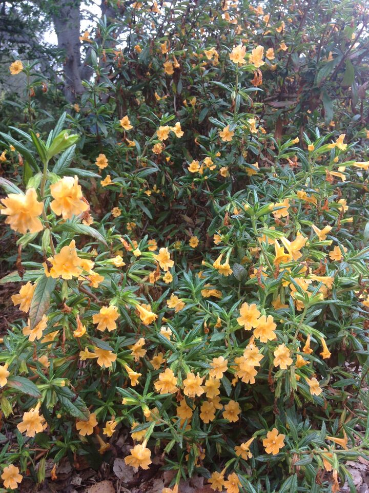 Diplacus aurantiacus, Sticky Monkeyflower