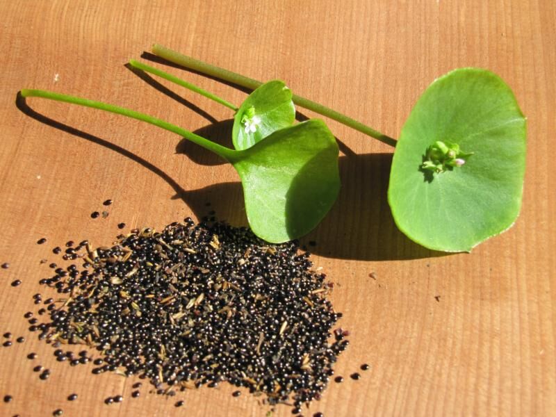 Claytonia perfoliata, Indian or Miner's Lettuce