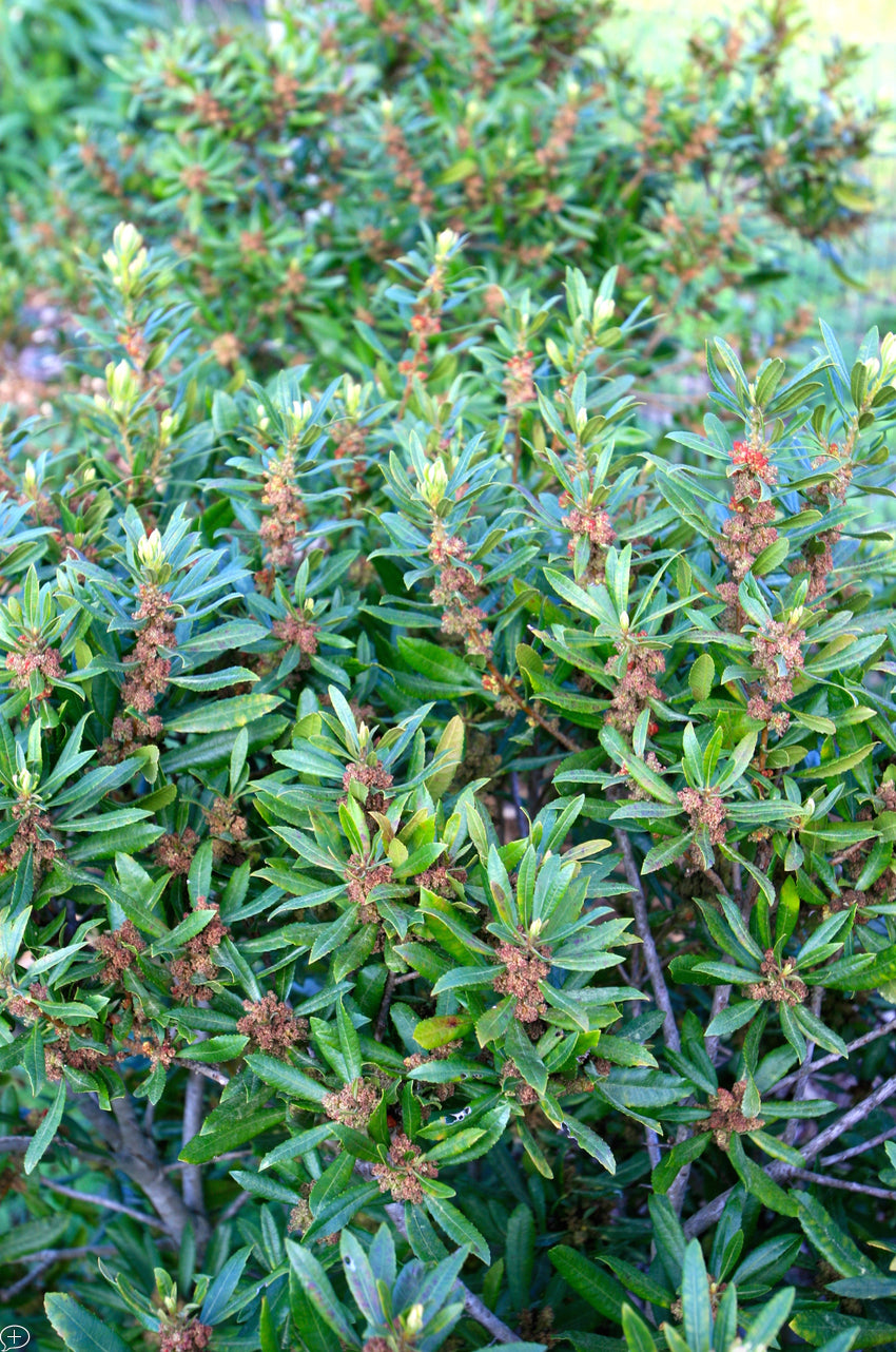 Myrica californica, Pacific Wax Myrtle
