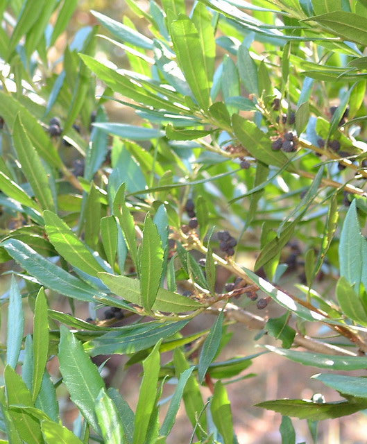 Morella californica, Pacific Wax Myrtle