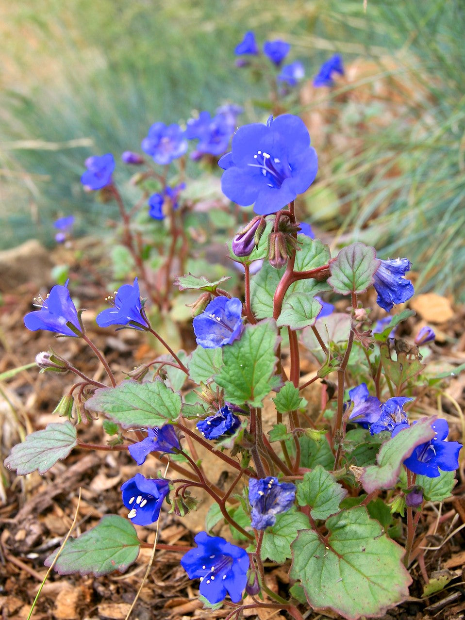 Phacelia campanularia, California Bluebells