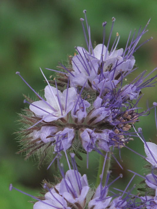 Phacelia tanacetifolia, Tansy-leaved Phacelia