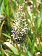 Phalaris californica, California Canarygrass