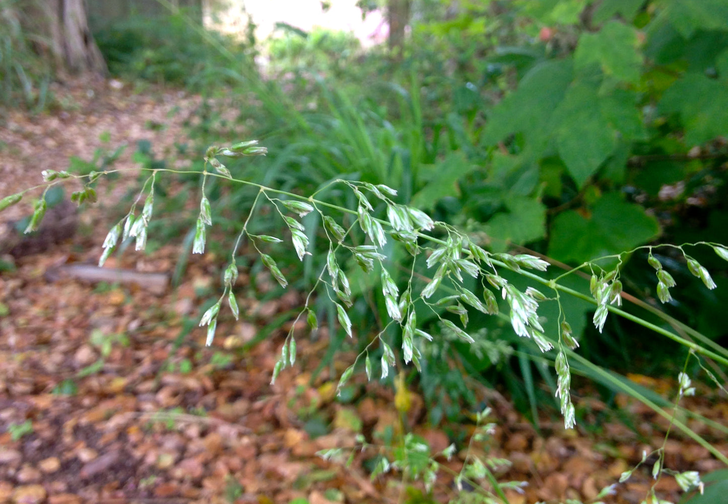 Anthoxanthum occidentale, CA Vanilla Grass
