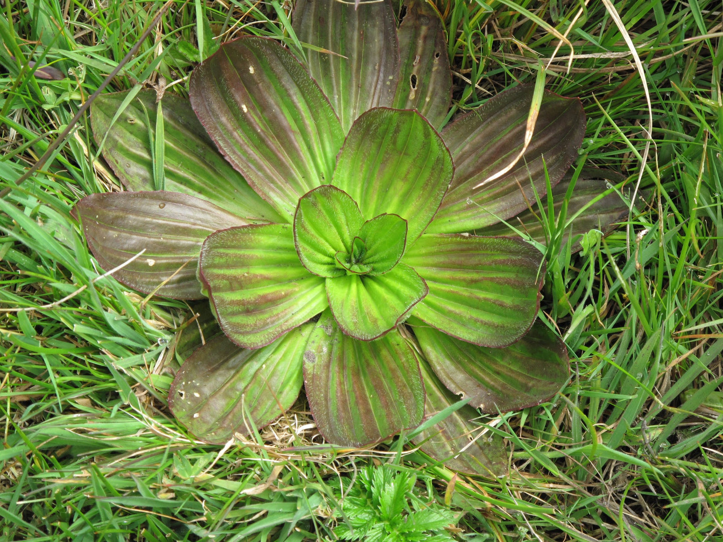 Plantago subnuda, Coastal Plantain