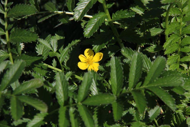 Potentilla anserina ssp. pacifica, Silverweed