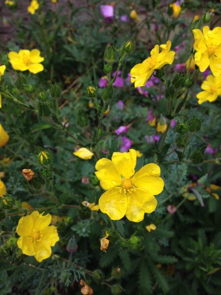Potentilla gracilis, Slender Cinquefoil
