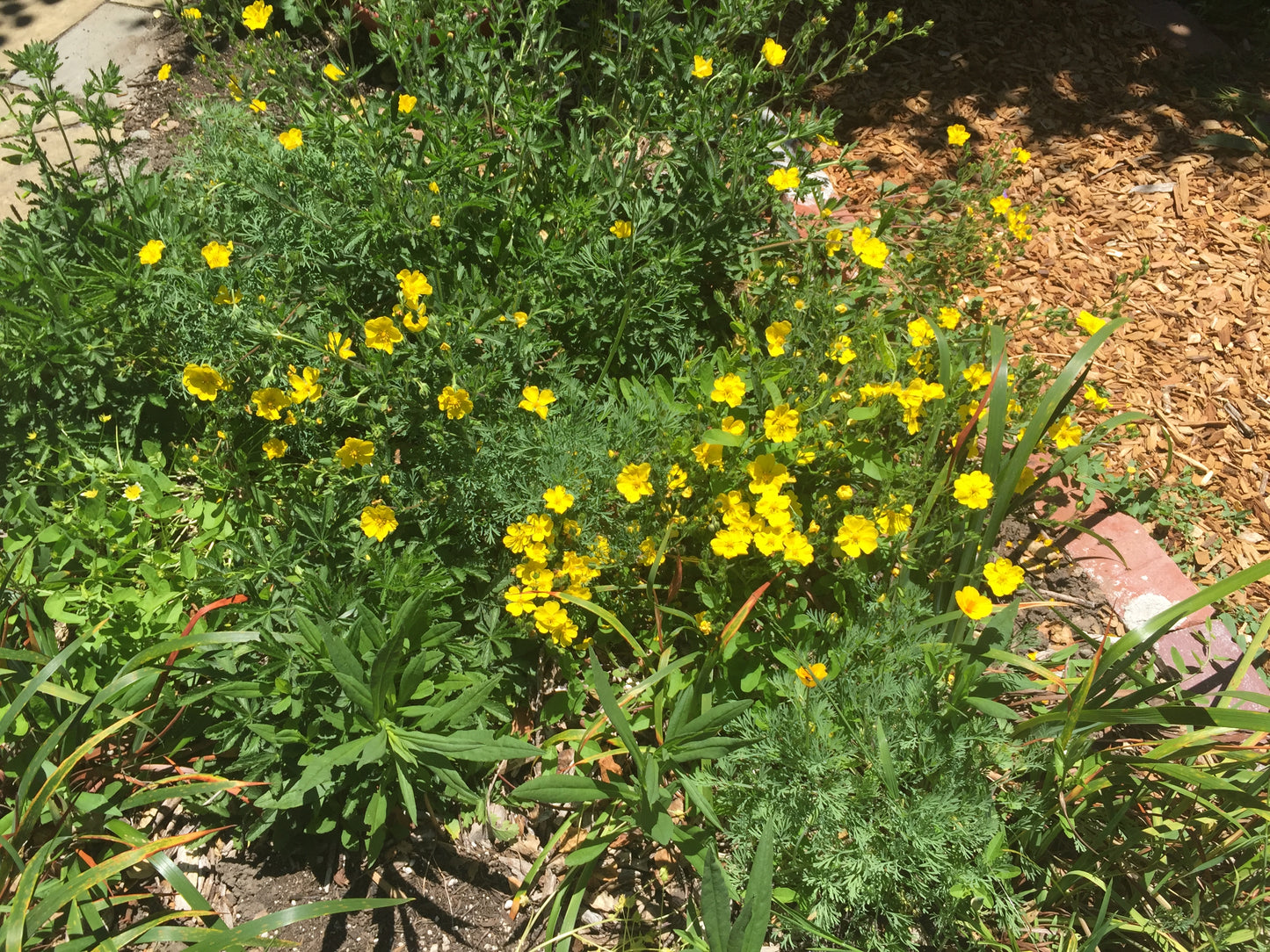 Potentilla gracilis, Slender Cinquefoil