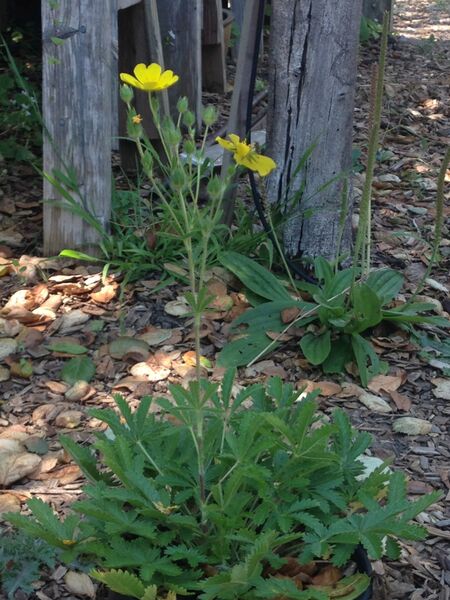 Potentilla gracilis, Slender Cinquefoil