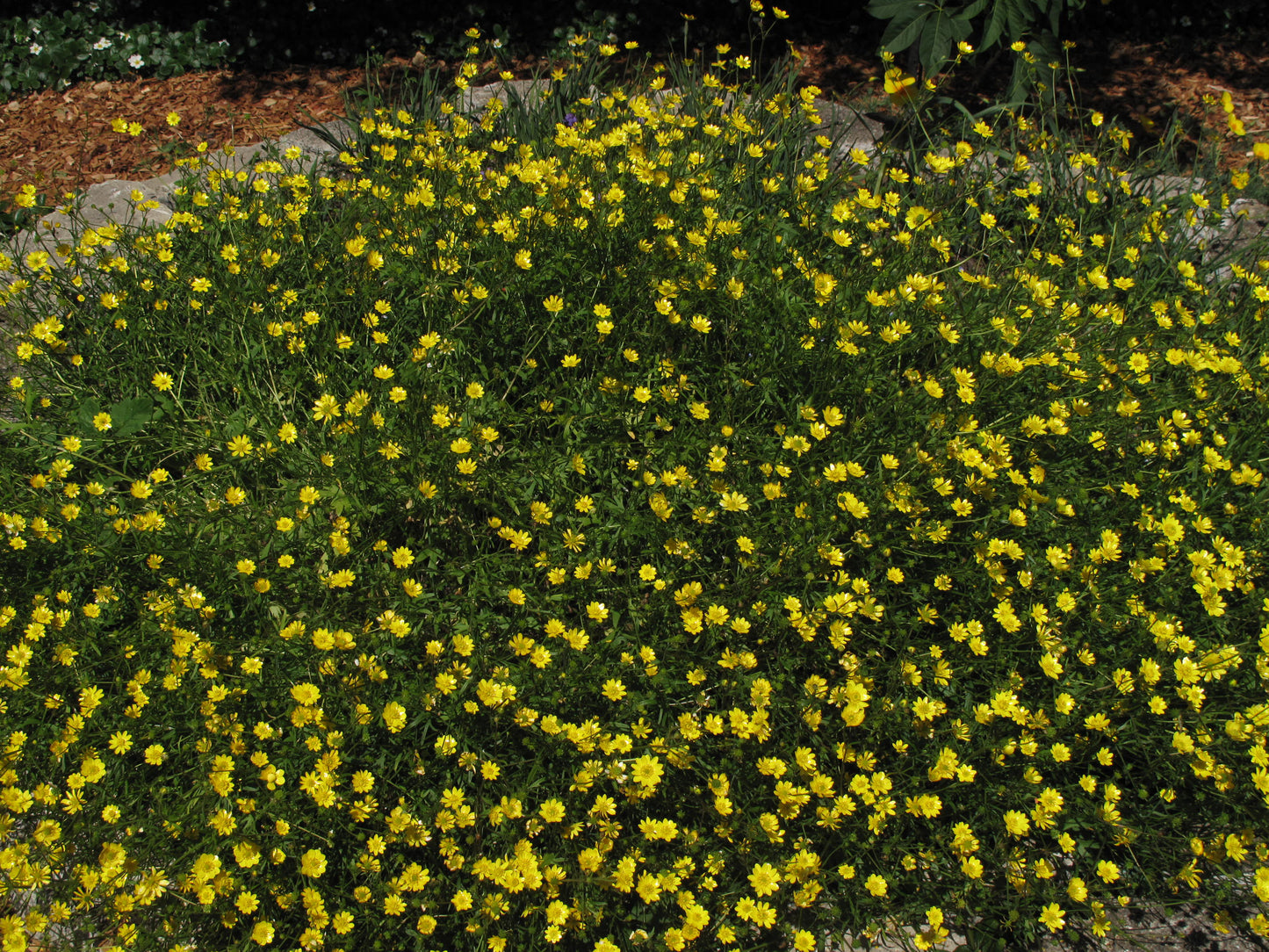 Ranunculus californicus, Buttercup