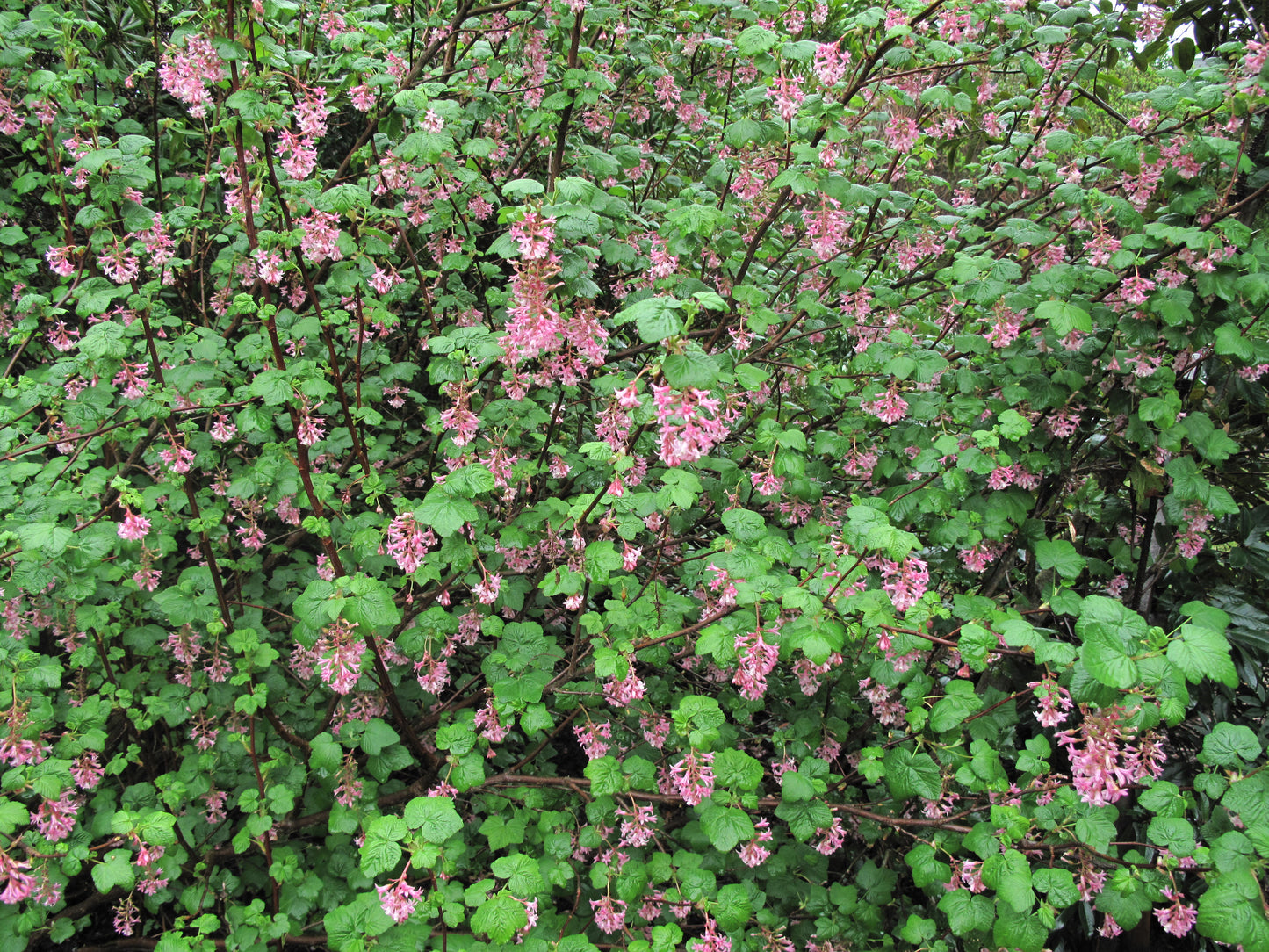 Ribes sanguineum var. glutinosum, Pink Flowering Currant