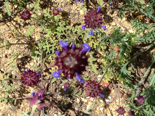 Salvia columbariae, Chia