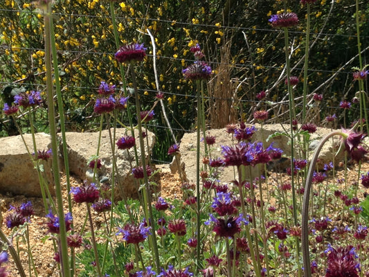 Salvia columbariae, Chia