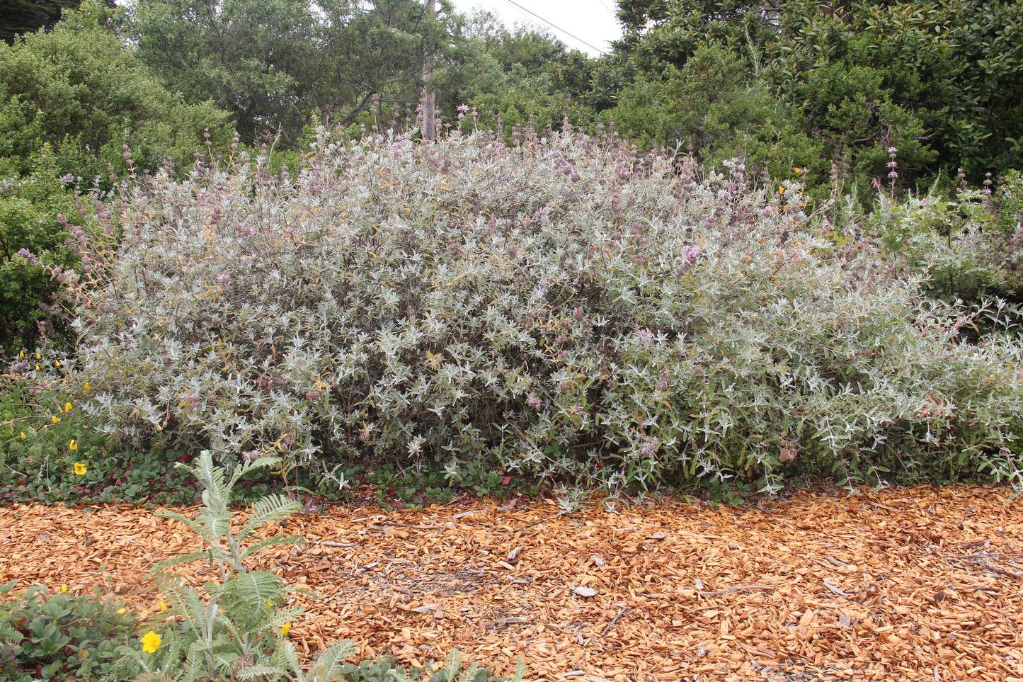 Salvia leucophylla, Purple Flowering Sage
