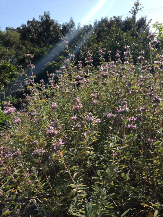 Salvia leucophylla, Purple Flowering Sage