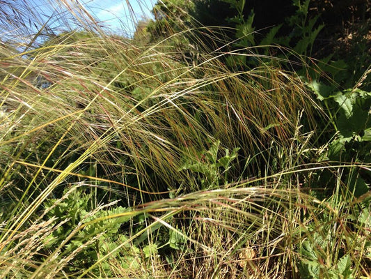 Stipa pulchra, Purple Needlegrass