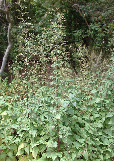 Scrophularia californica, Bee Plant