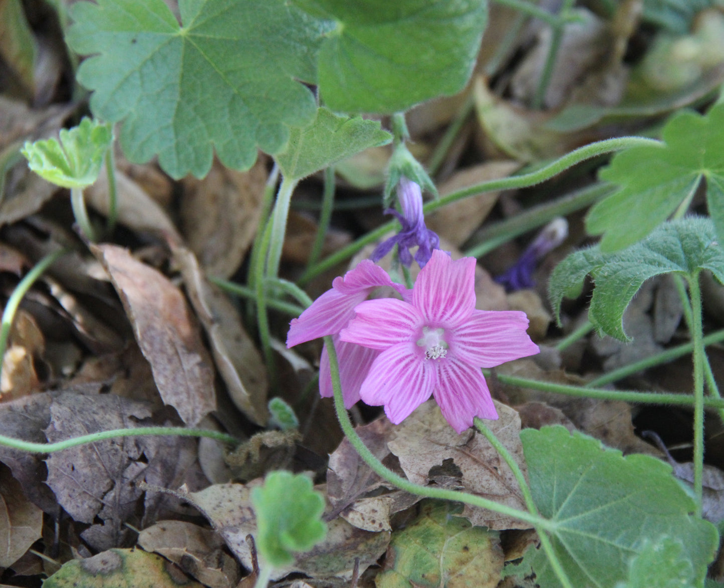 Sidalcea malviflora, Checkerbloom