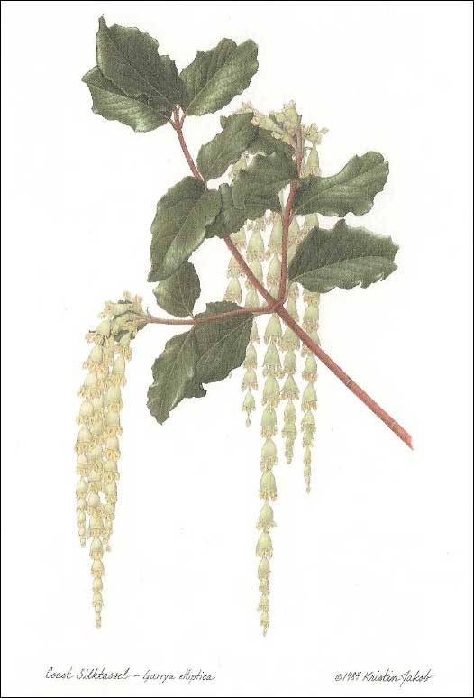 Coast Silk tassel Notecard by Kristin Jakob