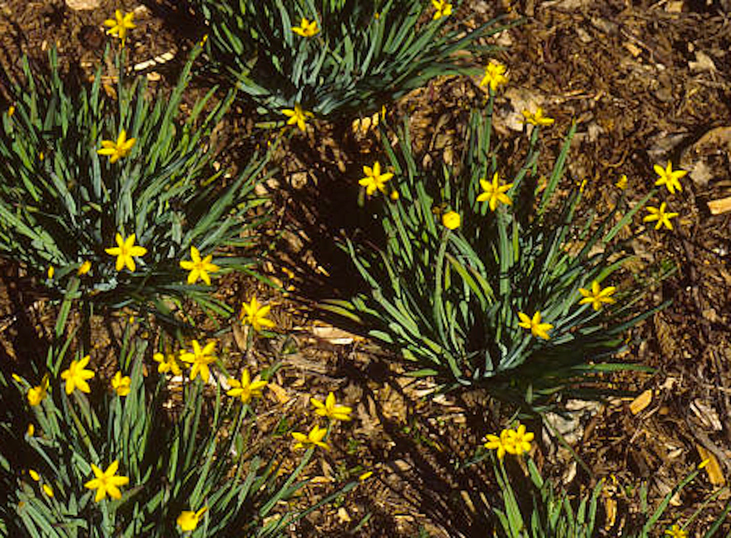 Sisyrinchium californicum, Yellow-eyed Grass