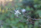 Chlorogalum pomeridianum, Amole, Soap Plant