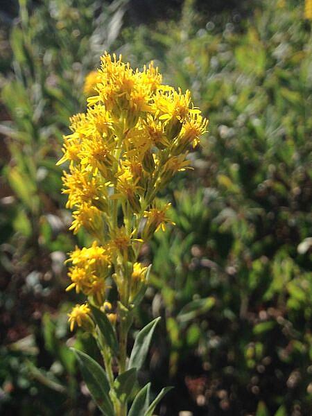 Solidago californica, California Goldenrod