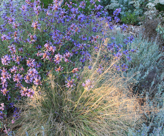 Sporobolus airoides, Alkali Sacaton