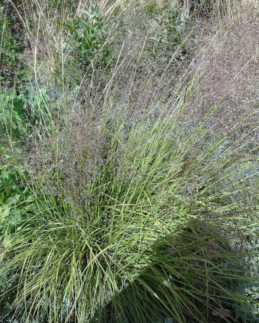 Sporobolus airoides, Alkali Sacaton