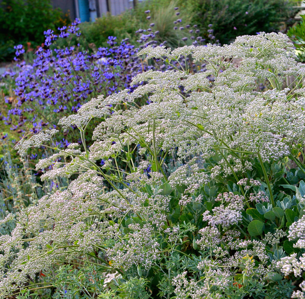Eriogonum giganteum, Saint Catherine's Lace
