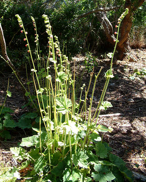 Tellima grandiflora, Fringe Cups