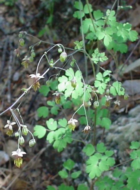 Thalictrum fendleri, Foothill Meadow-Rue