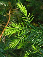 Torreya californica, California Nutmeg